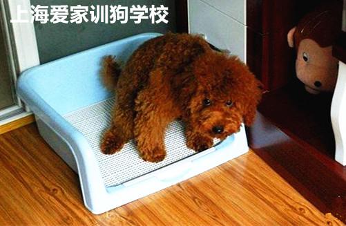 1岁泰迪怎么训练大小便