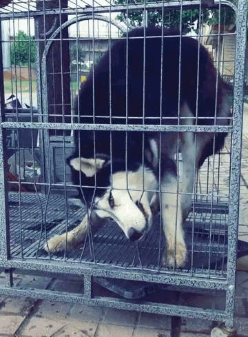 哈士奇训练进笼