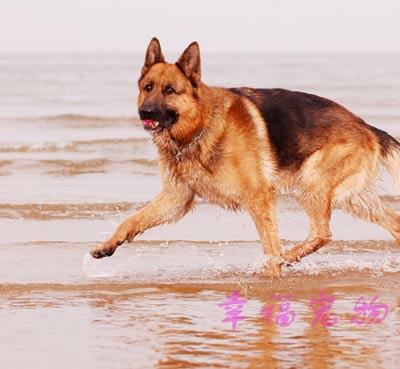 牧羊犬咋训练