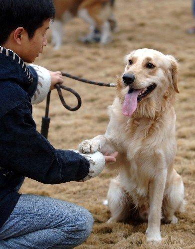 训练狗的方法