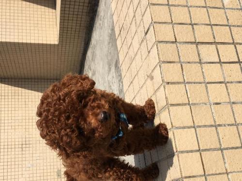 三个月贵宾犬不吃东西
