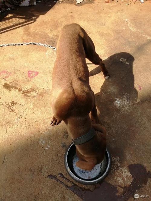 训练好的成年猎犬转让