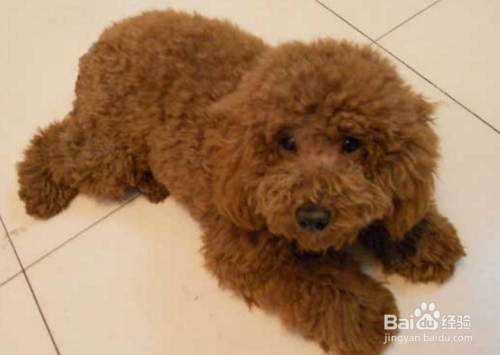 泰迪犬怎么训练.
