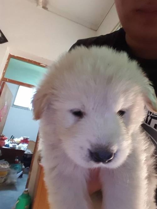 萨摩幼犬吃进东西试用