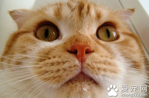 猫不停流口水不吃东西怎么办