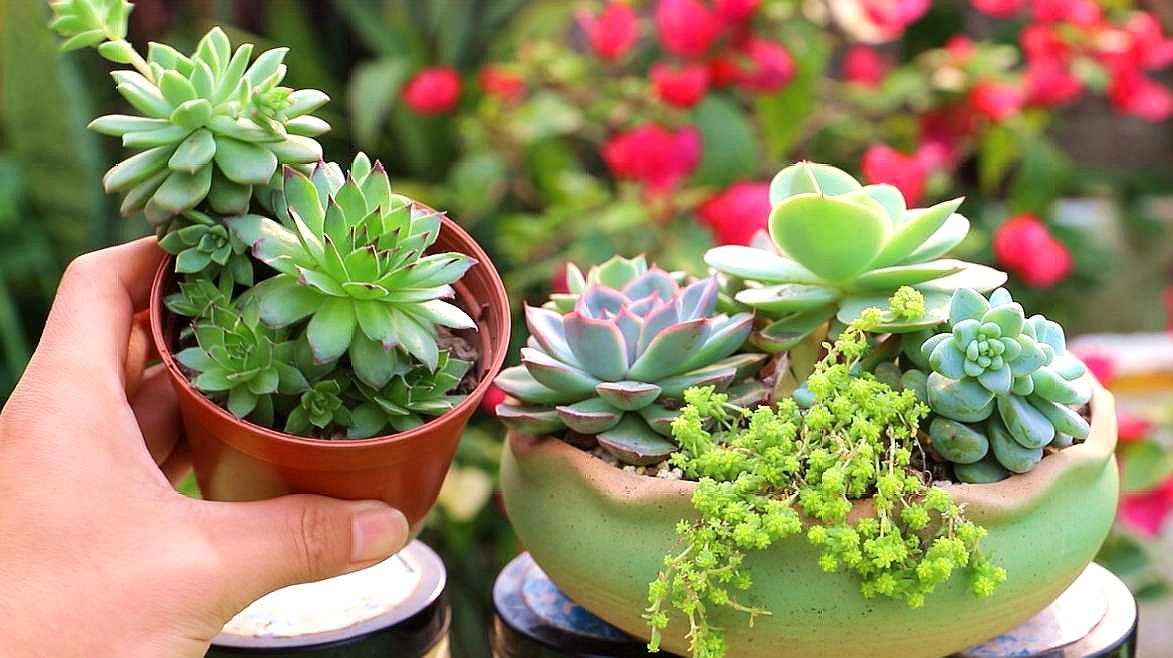 夏天如何栽培多肉植物