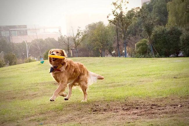 训犬需要什么东西