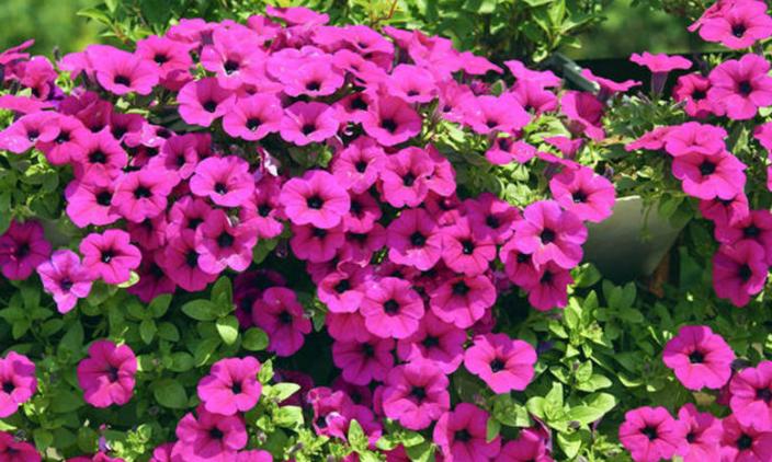 矮牵牛花栽培及病虫害防治