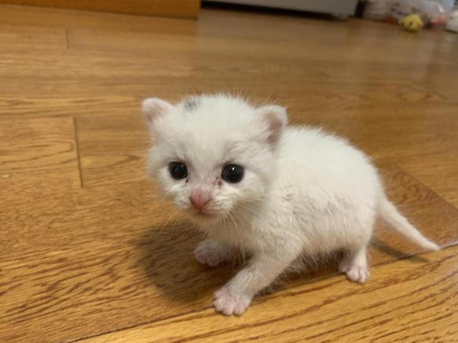 小奶猫需要准备什么东西