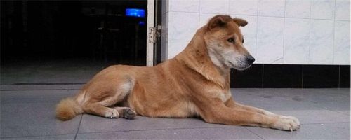 如何训练土狗嗅觉
