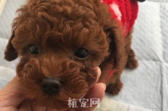 泰迪狗有什么开胃的东西怎么办