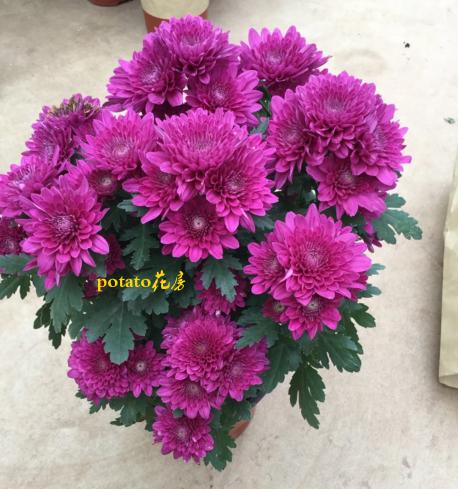 粉色多头小菊栽培技术