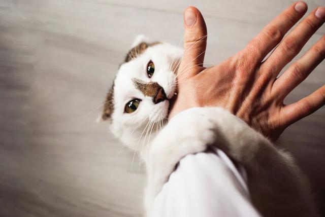 小猫 爱咬东西