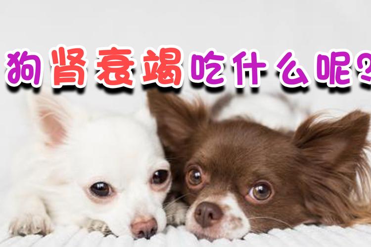 狗狗肾衰不能吃什么东西怎么办