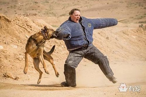 怎么对犬进行力量训练