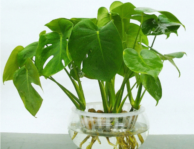 水栽培花