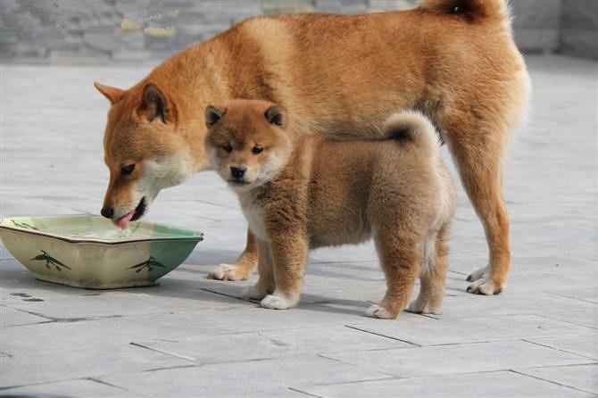 日本柴犬怎么训练