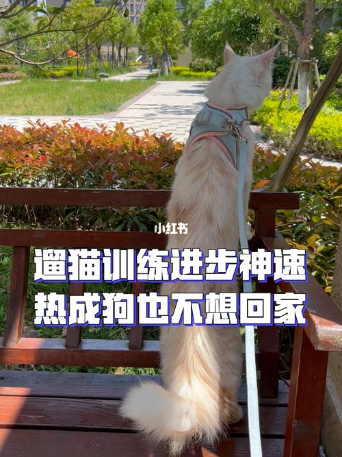 溜猫怎么训练