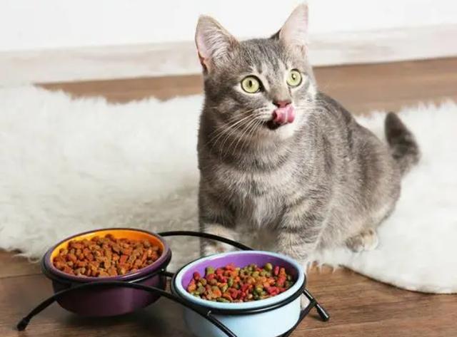 猫来新家一天不吃东西