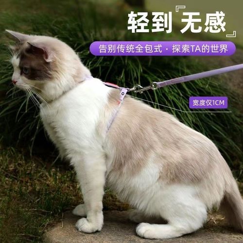 带猫出门要带什么东西