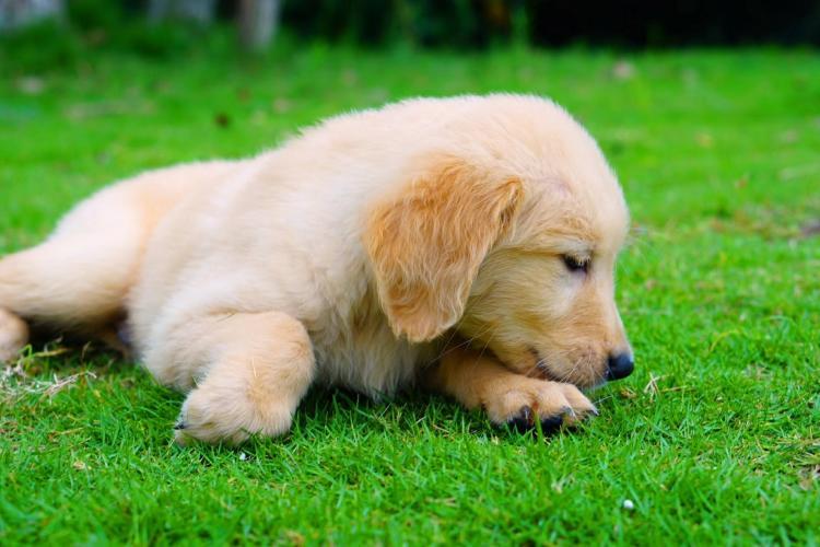金毛幼犬吃东西要注意什么