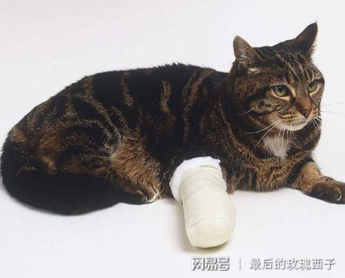 猫咪腿受伤了不吃东西