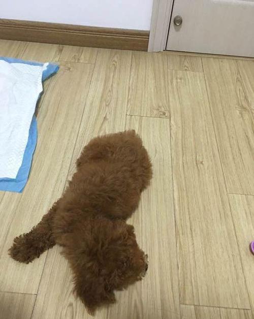 泰迪窝里睡训练方法