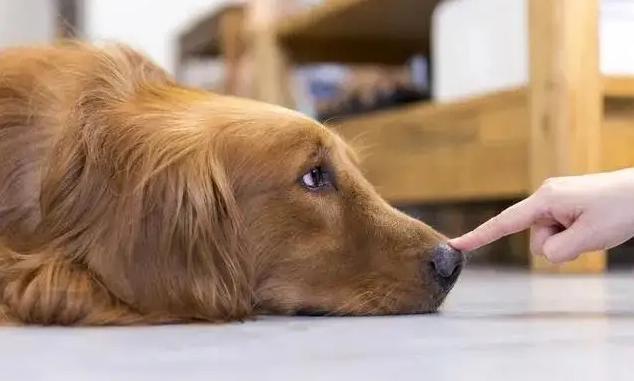 怎么训练狗狗不舔