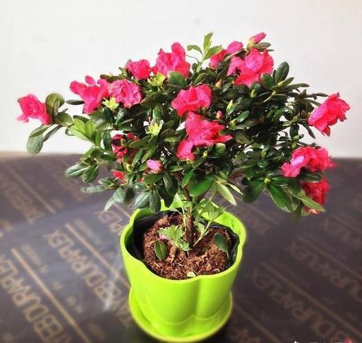 杜鹃花要用什么土栽培