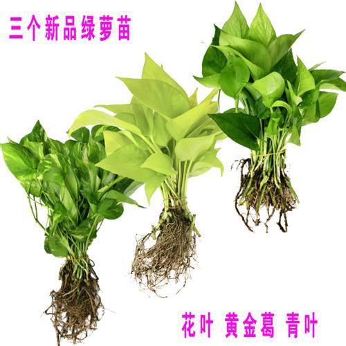 室内花卉栽培