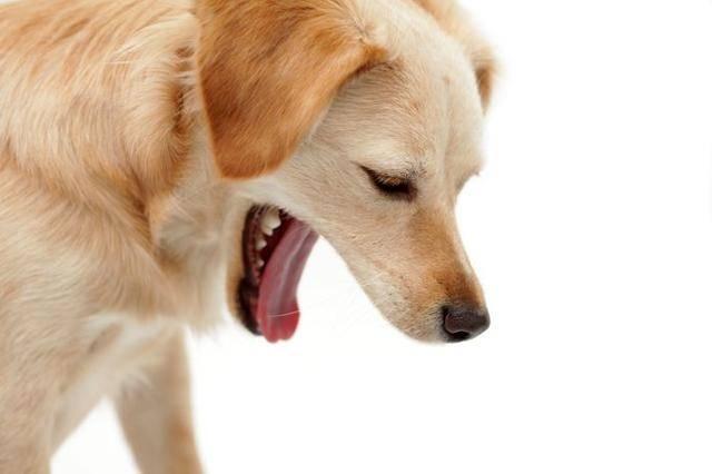 狗突然乱吃东西原因是什么