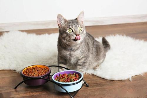捡的猫咪不吃东西怎么办