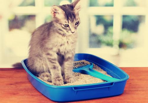 猫不吃东西还吐拉肚子吃什么药