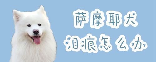 训练萨摩耶狗拿东西
