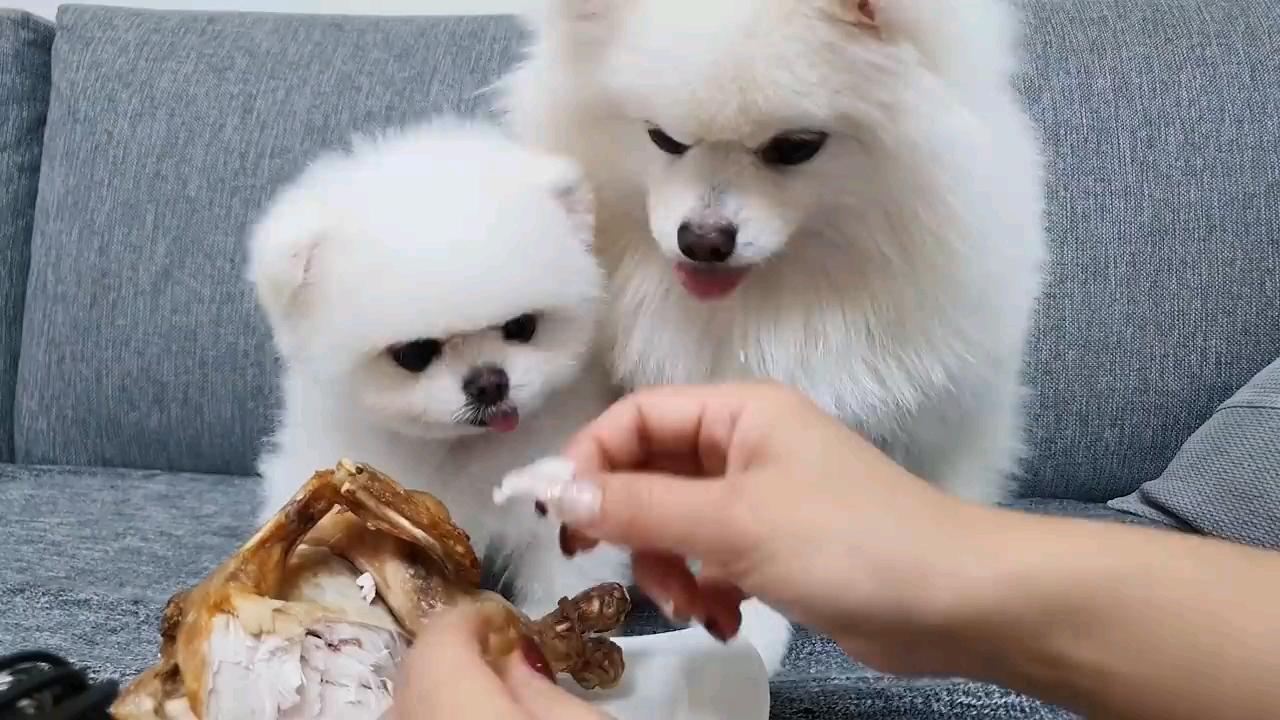 博美犬可以吃的东西怎么办