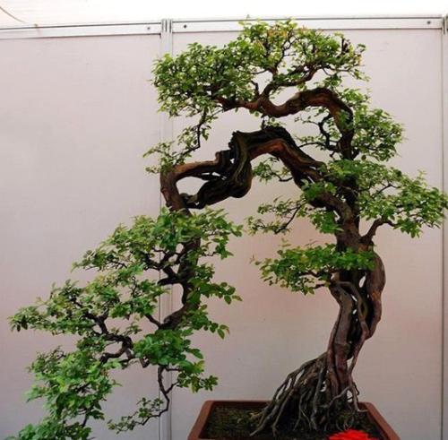 树桩盆景的制作与栽培