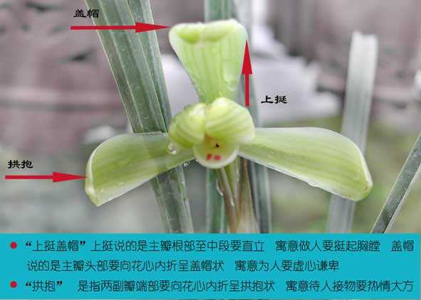 兰花方法
