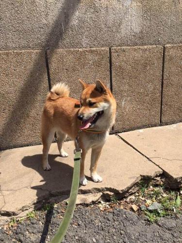 公柴犬训练