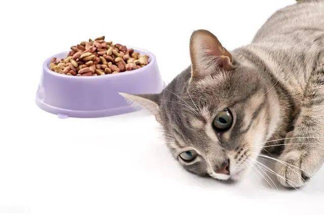小猫突然不爱吃东西怎么办