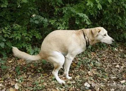 狗怎样训练蹲立
