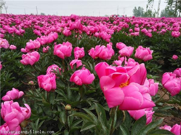 芍药栽培技术