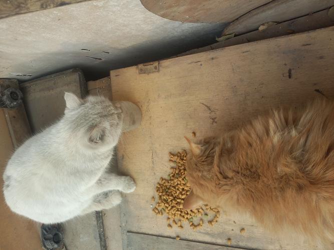 猫夏天为什么不吃东西是什么原因
