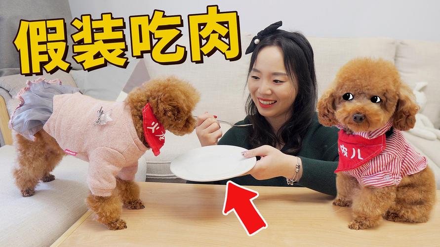 狗狗不吃东西想吃肉