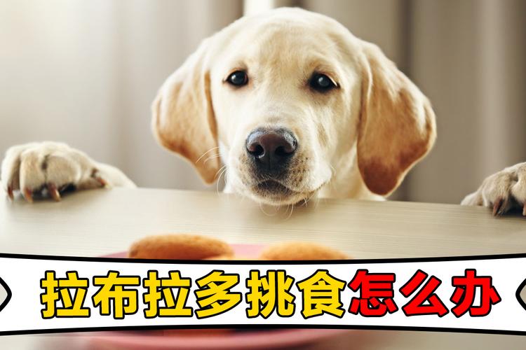拉布拉多吃东西吐怎么办