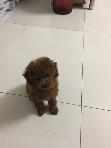 三个月的泰迪感冒不吃东西怎么办呢