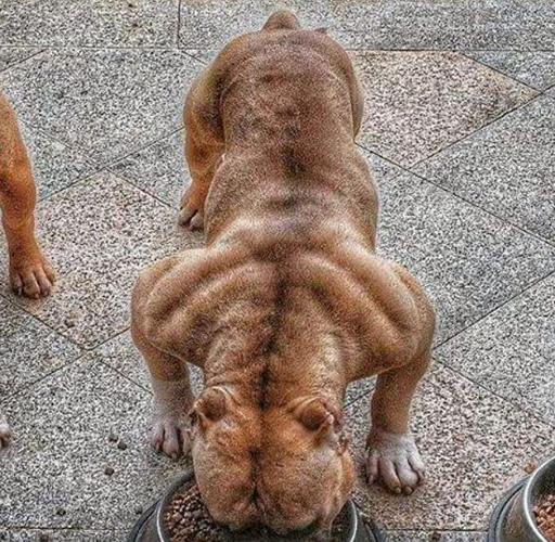 怎么训练狗狗不吃东西