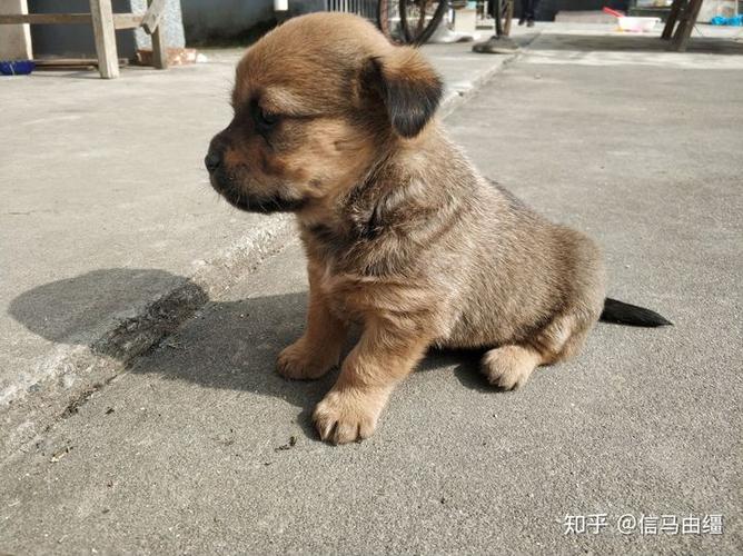 一岁土狗怎么训练坐