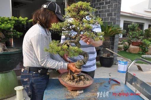 裸根松树怎么栽培