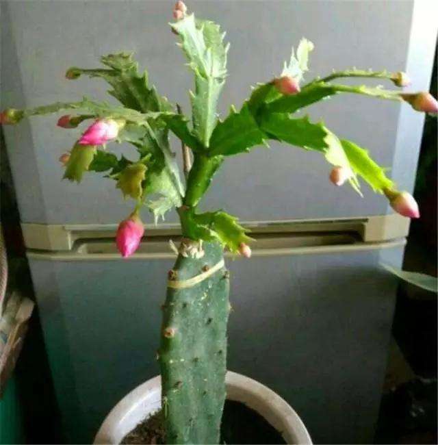 盆栽嫁接植物的方法