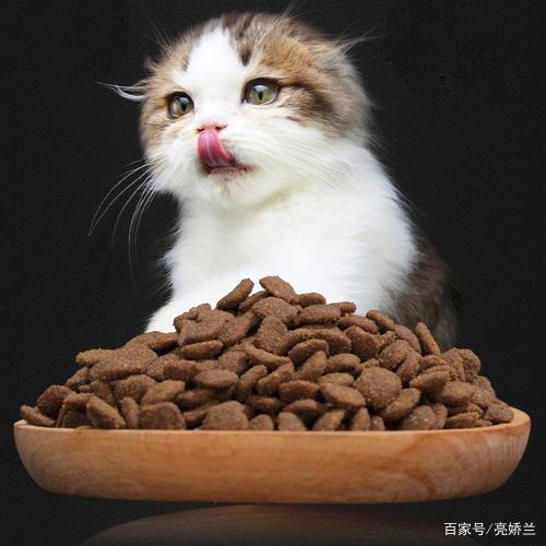 生完小猫不怎么吃东西